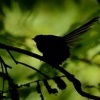 Pavik popelavy - Rhipidura fuliginosa - Fantail - piwakawaka 2243u